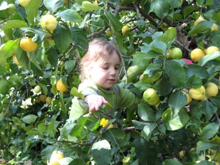 Alice aux citrons